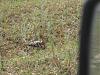     
: IMG_0125.jpg
: 286
:	96.7 
ID:	13741