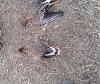     
: 2015-04-11 19.19.48.jpg
: 831
:	97.9 
ID:	17621
