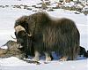     
: musk-ox.jpg
: 963
:	30.5 
ID:	35604