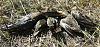     
: 20170819_130931.jpg
: 539
:	76.1 
ID:	35636