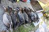     
: IMG-05142880c8b7ba78fee32a323c6eb77f-V.jpg
: 650
:	95.4 
ID:	42640