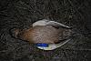     
: DSC_0296.jpg
: 503
:	99.3 
ID:	50087