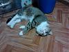    
: IMG_20121026_205930.jpg
: 598
:	90.3 
ID:	5718