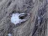     
: IMG_20121110_125311.jpg
: 1056
:	104.9 
ID:	5817
