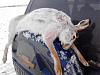     
: IMG_20130105_120328.jpg
: 416
:	93.1 
ID:	6508