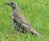     
: 275px-Turdus_viscivorus_1.jpg
: 565
:	31.4 
ID:	941