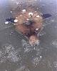     
: frozen_fox_02.jpg
: 776
:	49.9 
ID:	30634