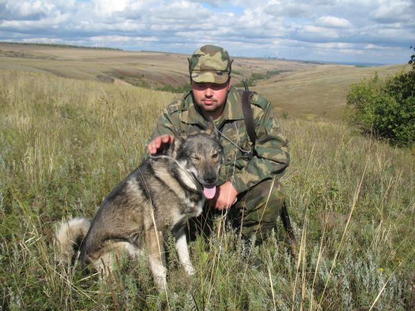 Это тоже мой брат и наш чемпион, кобель западно сибирской лайки по кличке - Карел (потому что родом из Карелии) . По поводу вязки обращайтесь - 8 905 3033428